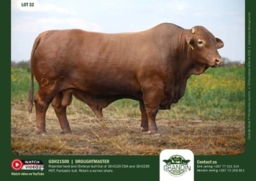 1X DROUGHTMASTER BULL GDH 21500 GRANDIN STUDS