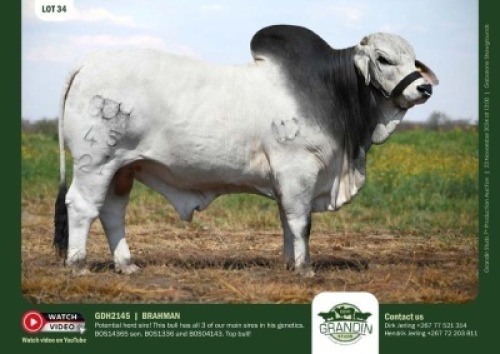 1X GREY BRAHMAN BULL GDH 2145 GRANDIN STUDS