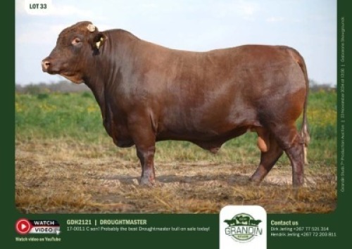 1X DROUGHTMASTER BULL GDH2121 GRANDIN STUDS