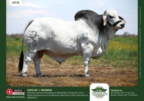 1X GREY BRAHMAN BULL GDH 2130 GRANDIN STUDS