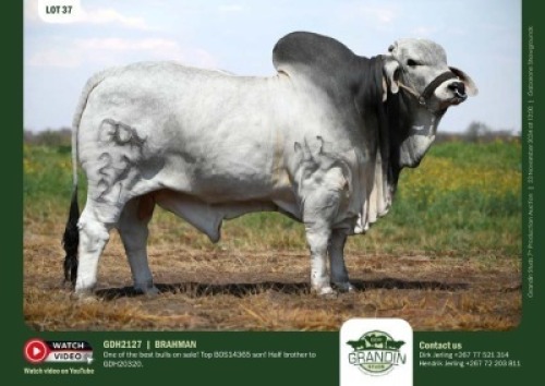 1X GREY BRAHMAN BULL GDH 2127 GRANDIN STUDS