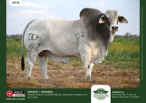1X GREY BRAHMAN BULL GDH 2063 GRANDIN STUDS