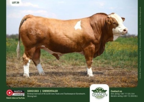1X SIMMENTAL BULL GDH 21503 GRANDIN STUDS