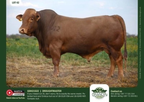 1X DROUGHTMASTER BULL GDH 21522 GRANDIN STUDS