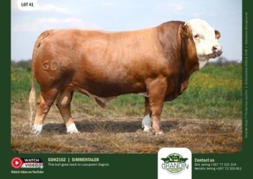 1X SIMMENTAL BULL GDH 2162 GRANDIN STUDS