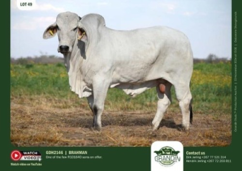 1X GREY BRAHMAN BULL GDH 2146 GRANDIN STUDS