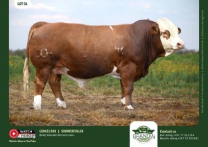 1X SIMMENTAL BULL GDH 21308 GRANDIN STUDS