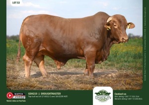 1X DROUGHTMASTER BULL GDH 219 GRANDIN STUDS