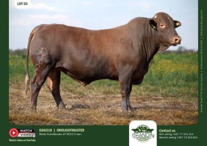 1X DROUGHTMASTER BULL GDH 218 GRANDIN STUDS