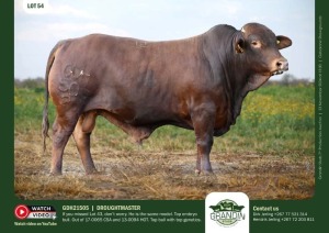 1X DROUGHTMASTER BULL GDH 21505 GRANDIN STUDS