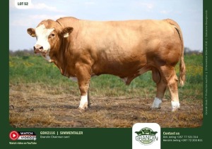 1X SIMMENTAL BULL GDH 2116 GRANDIN STUDS