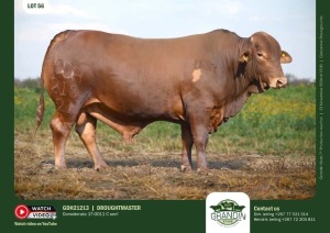 1X DROUGHTMASTER BULL GDH 21213 GRANDIN STUDS