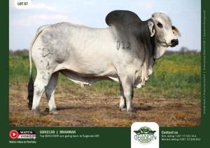 1X GREY BRAHMAN BULL GDH 2138 GRANDIN STUDS