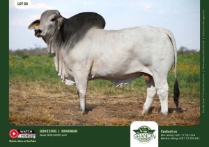 1X GREY BRAHMAN BULL GDH 21500 GRANDIN STUDS