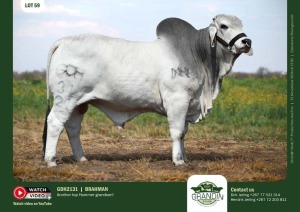 1X GREY BRAHMAN BULL GDH 2131 GRANDIN STUDS