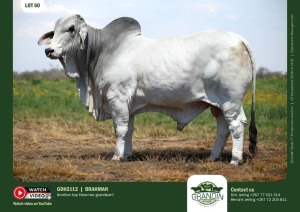 1X GREY BRAHMAN BULL GDH 2112 GRANDIN STUDS