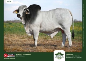 1X GREY BRAHMAN BULL GDH 2122 GRANDIN STUDS