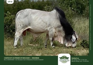 10X GREY BRAHMAN SEMEN STRAWS BOS14365 GRANDIN STUDS