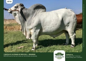 10X GREY BRAHMAN SEMEN STRAWS BOS1336 GRANDIN STUDS