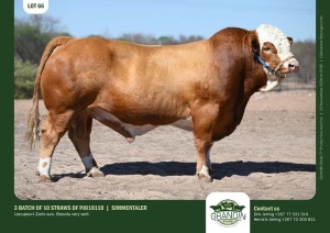 10X SIMMENTAL SEMEN STRAWS PJO18110 GRANDIN STUDS