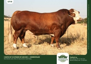 10X SIMMENTAL SEMEN STRAWS JAD1583 GRANDIN STUDS