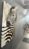 CUSTOM HANDMADE "NYALA" KNIFE AND ZEBRA PORTRAIT MOUNT Something Africa Taxidermy - 6