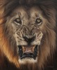 THE PRINT OF A MALE LION TASTEFULLY FRAMED Peter Stewart - 2