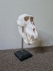 BABOON SKULL Dip & Packing Services - 2