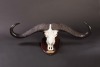 REPLICA CAPE BUFFALO SKULL Nico Van Rooyen Taxidermy - 2