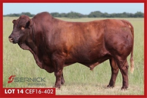 LOT 14 CEF 160402