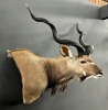 CROCODILE LEATHER GUN BAG AND MOUNTING OF 1 KUDU BULL Something Africa Taxidermy - 5