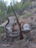 HUNT WITH DOUBLE RIFLES Northern Cape Professional Hunting School - 2