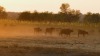 BUFFALO HUNTING PACKAGE Baobab Hunting Safaris - 4