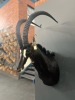 BUFFALO LEATHER VELLIES AND MOUNTING OF SABLE BULL SHOULDER MOUNT Something Africa Taxidermy - 4