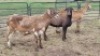 3X MEATMASTER EWE Jess