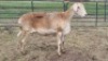 1X MEATMASTER EWE Jess
