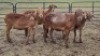 4X MEATMASTER EWE Jess