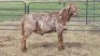 1X MEATMASTER RAM Jess