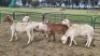 5X MEATMASTER RAM Jess