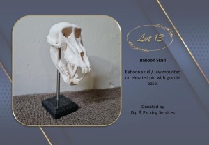 BABOON SKULL Dip & Packing Services