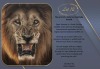 THE PRINT OF A MALE LION TASTEFULLY FRAMED Peter Stewart