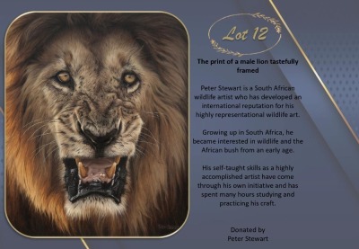 THE PRINT OF A MALE LION TASTEFULLY FRAMED Peter Stewart