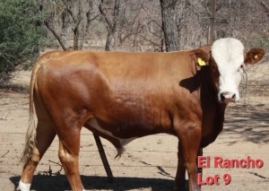 1X SIMMENTALER BULL BARNIE