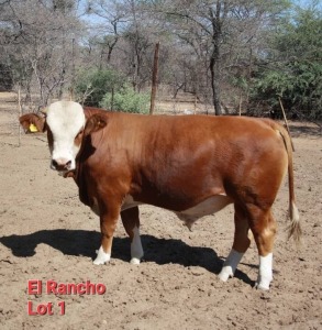 1X SIMMENTALER BULL BARNIE