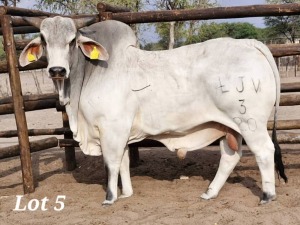 1X GREY BRAHMAN BULL LEON VOSTER