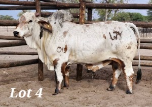 1X RED BRAHMAN BULL LEON VOSTER