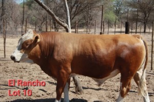 1X SIMMENTALER BULL BARNIE