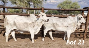 2X GREY BRAHMAN HEIFER LEON VOSTER