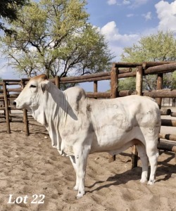 1X GREY BRAHMAN HEIFER LEON VOSTER