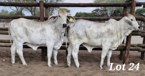 2X GREY BRAHMAN HEIFER LEON VOSTER